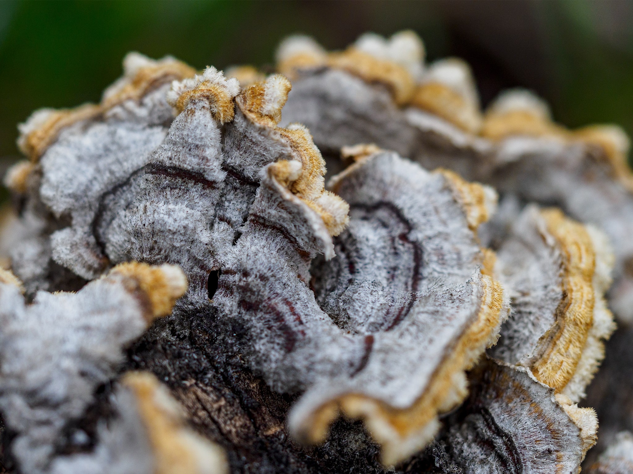 Turkey Tail